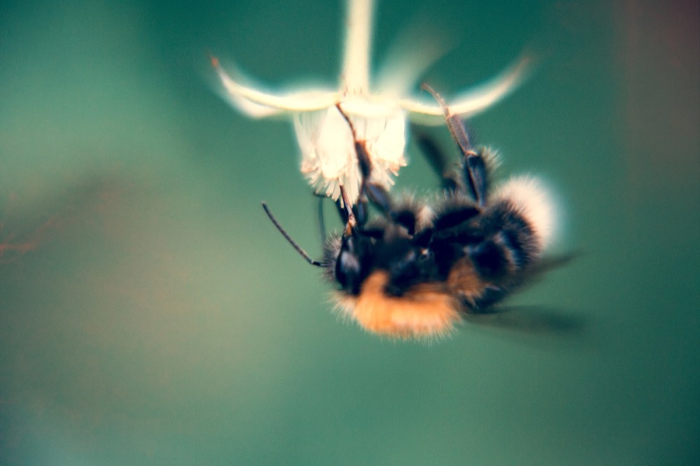 A bumblebee in flight against a soft teal background