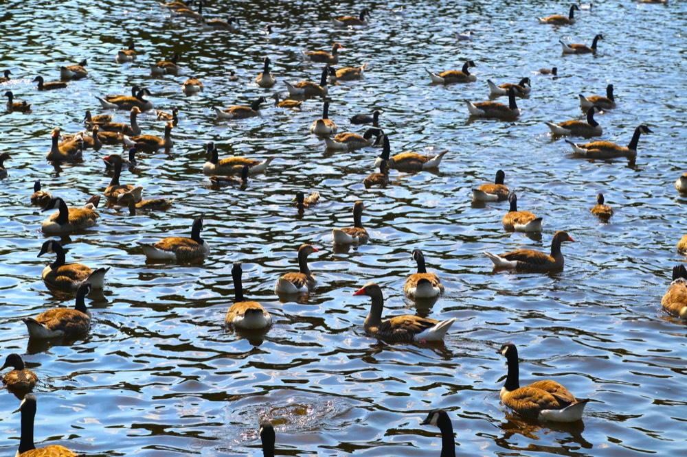 A flock of geese on rippling water